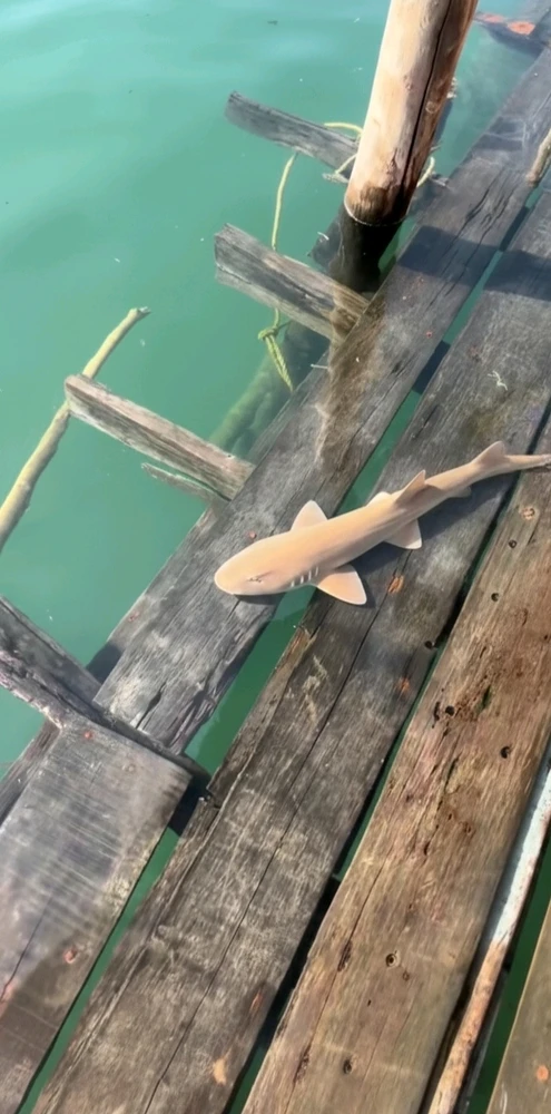 Image uploaded by Jellyfish