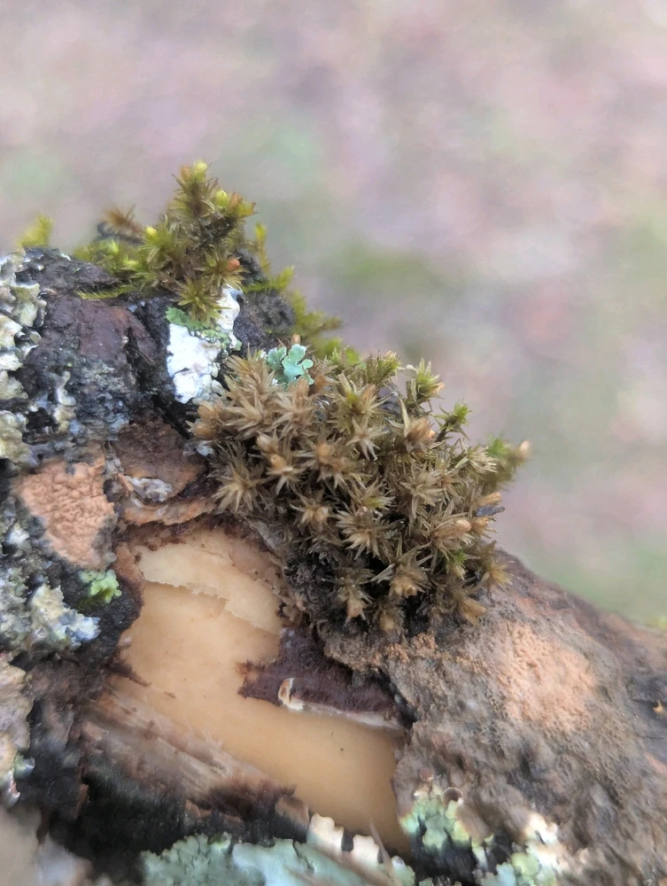 Image uploaded by Pavel