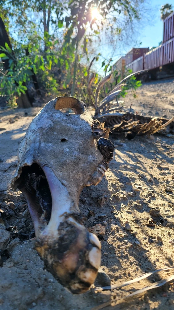 Image uploaded by Devin