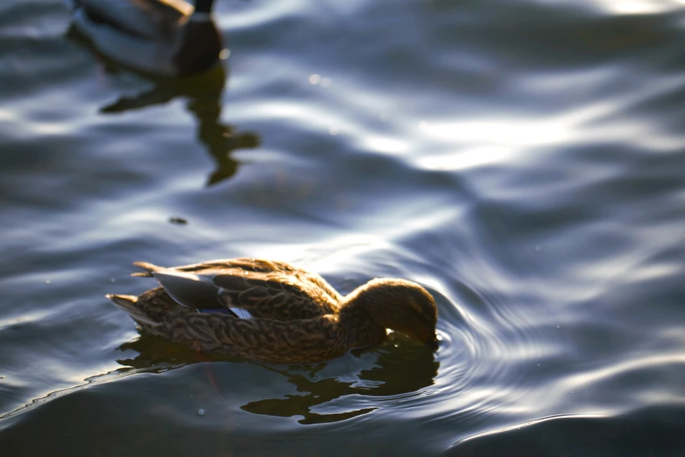 Image uploaded by James