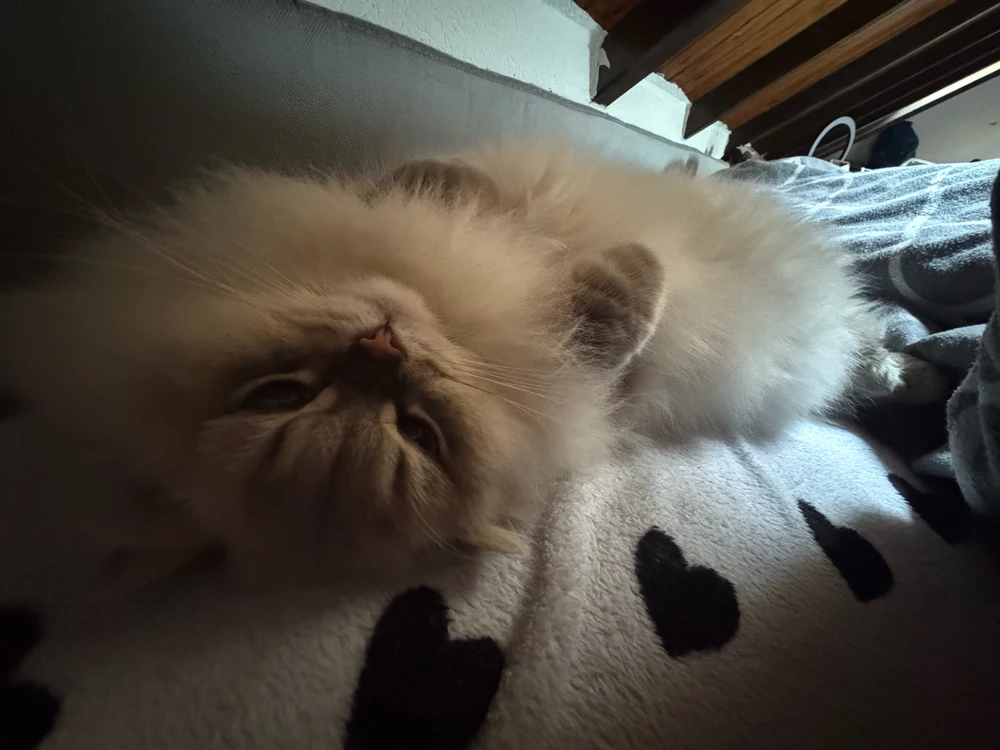 GIF uploaded by Katia