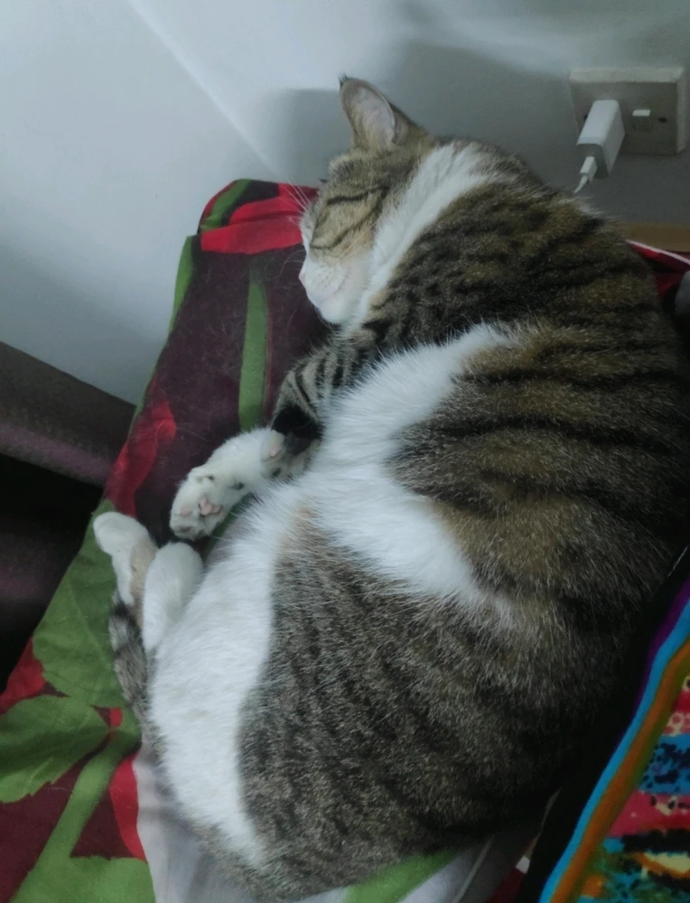 Image uploaded by Aksam