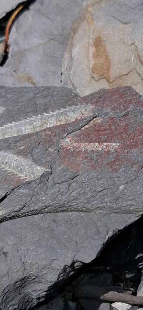 Image uploaded by Chris