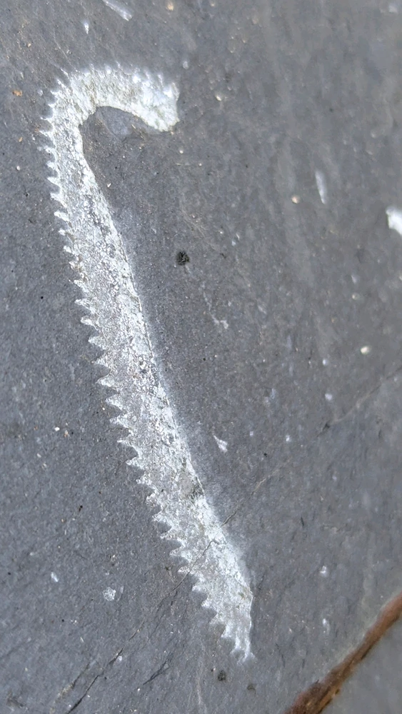 Image uploaded by Chris