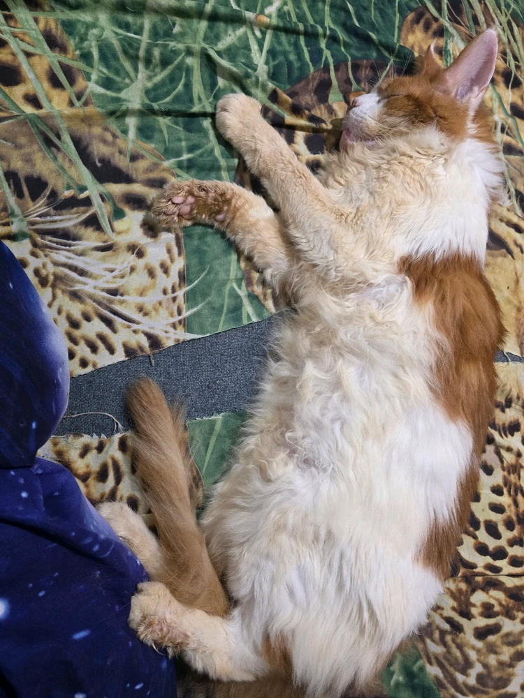 GIF dodany przez Umberto