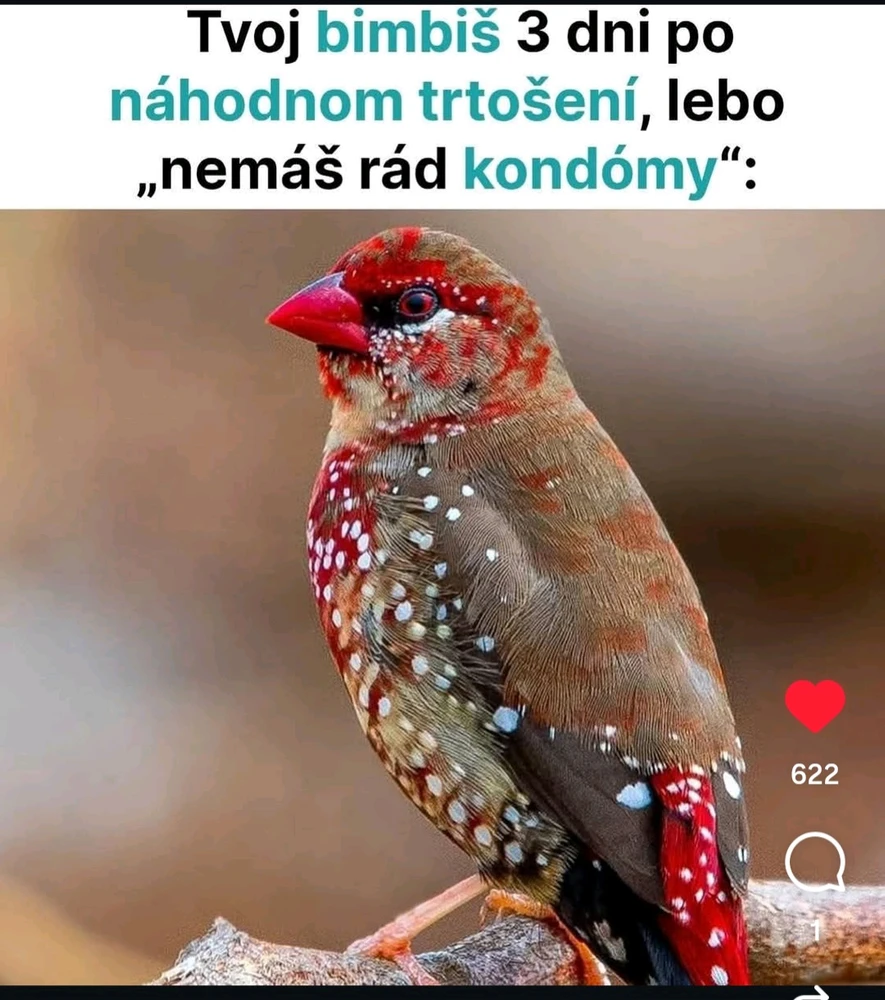 Obrázek nahrál Zlobilka*