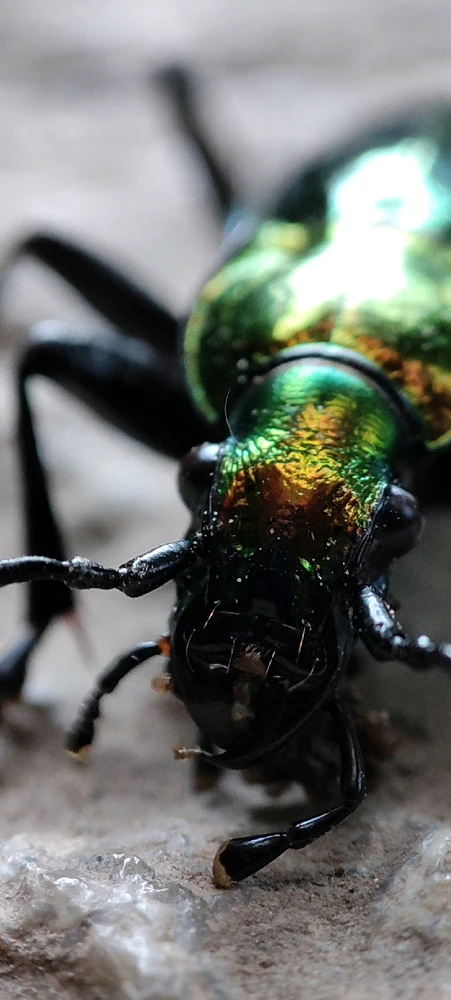 Image ajoutée par Alex