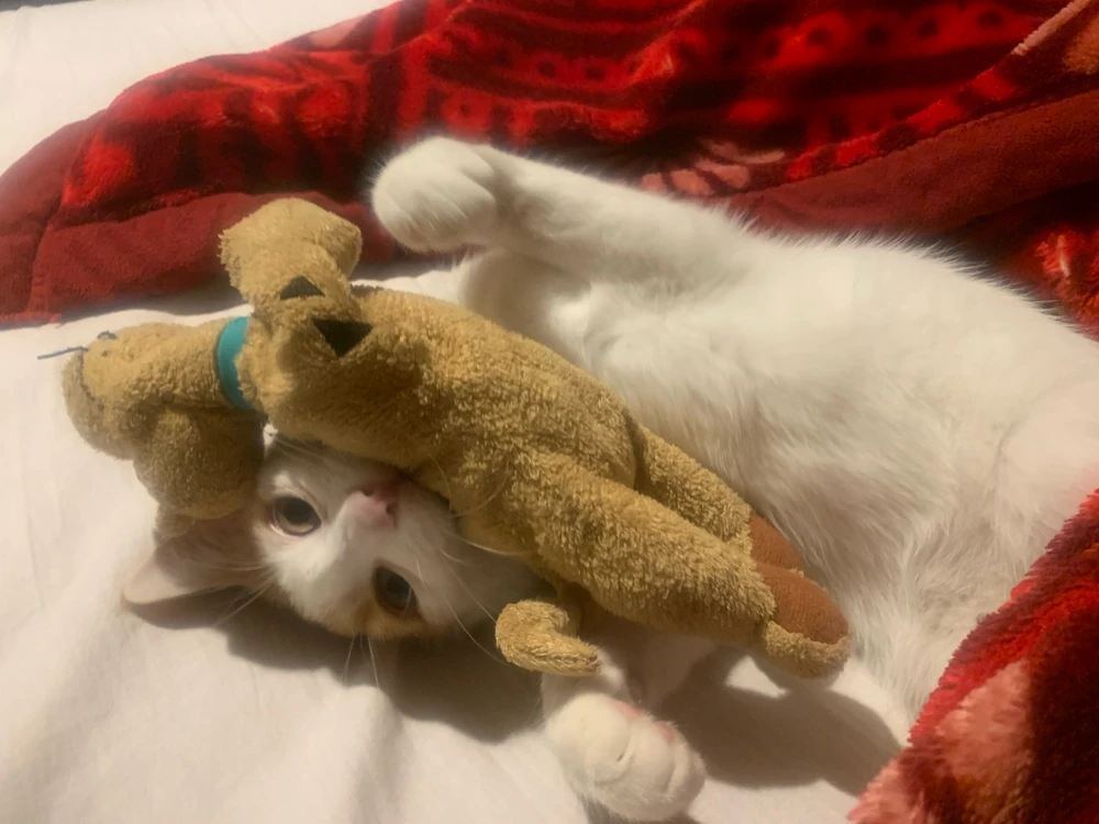 GIF încărcat de Assya