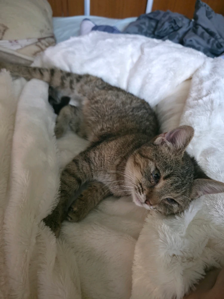 Wahwayvokah által feltöltött GIF