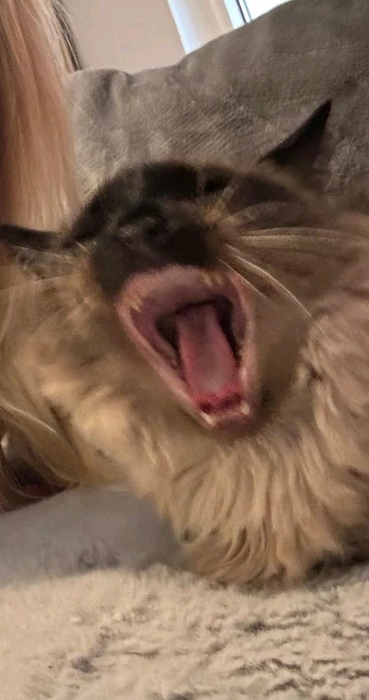 GIF hochgeladen von Henry