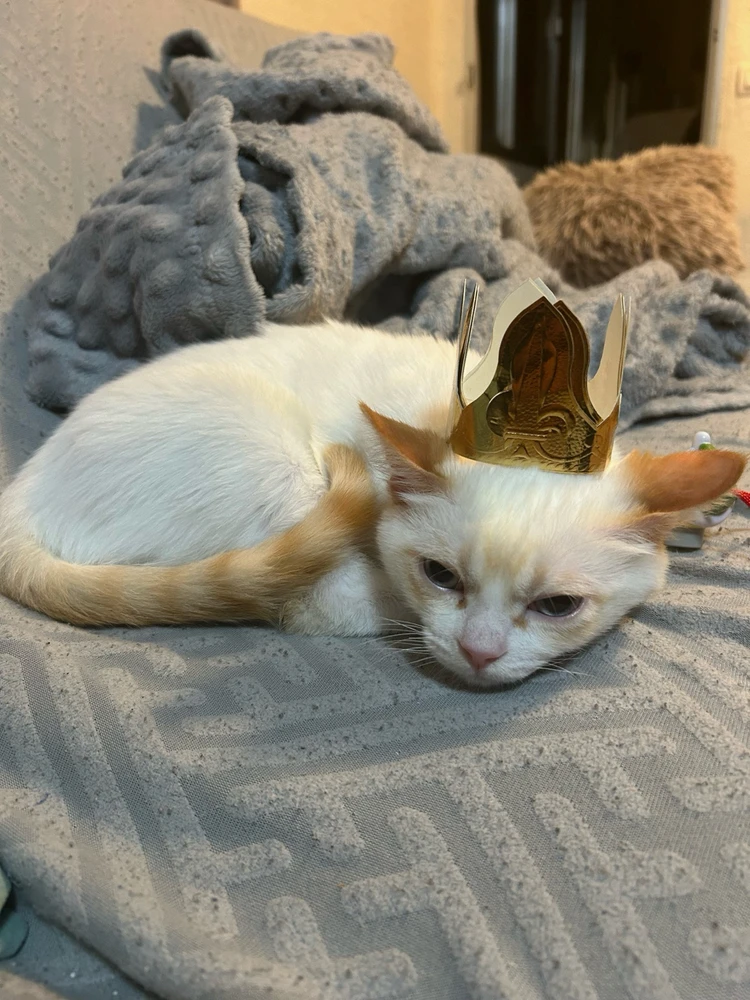 GIF subido por Johan