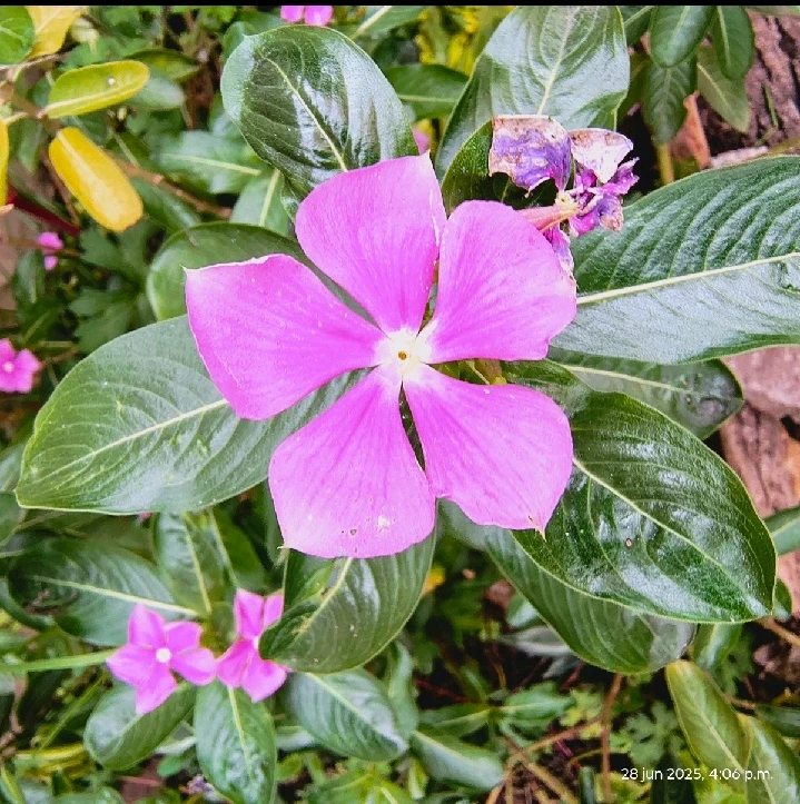 Imagen subida por Victor