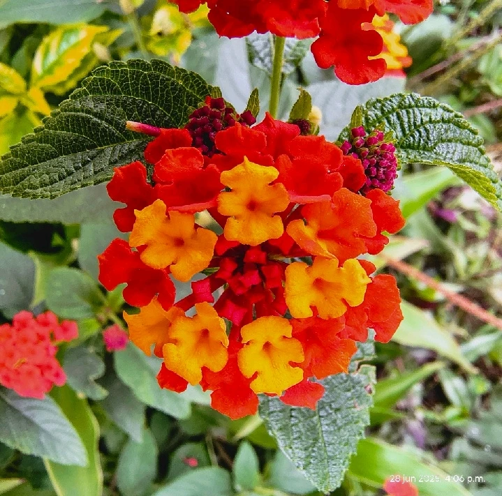 Imagen subida por Victor