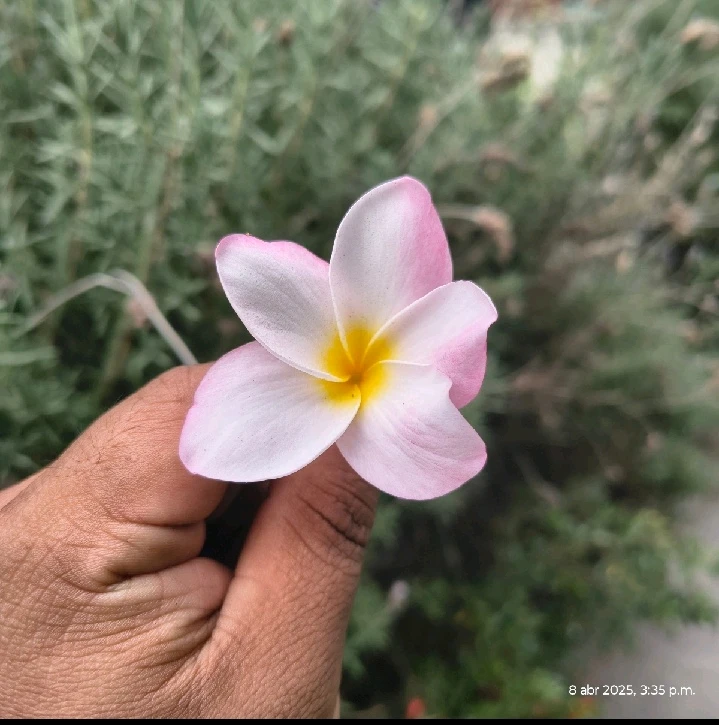 Imagen subida por Victor