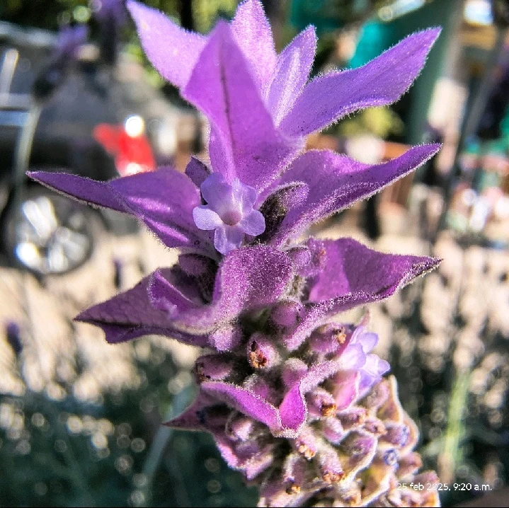 Imagen subida por Victor