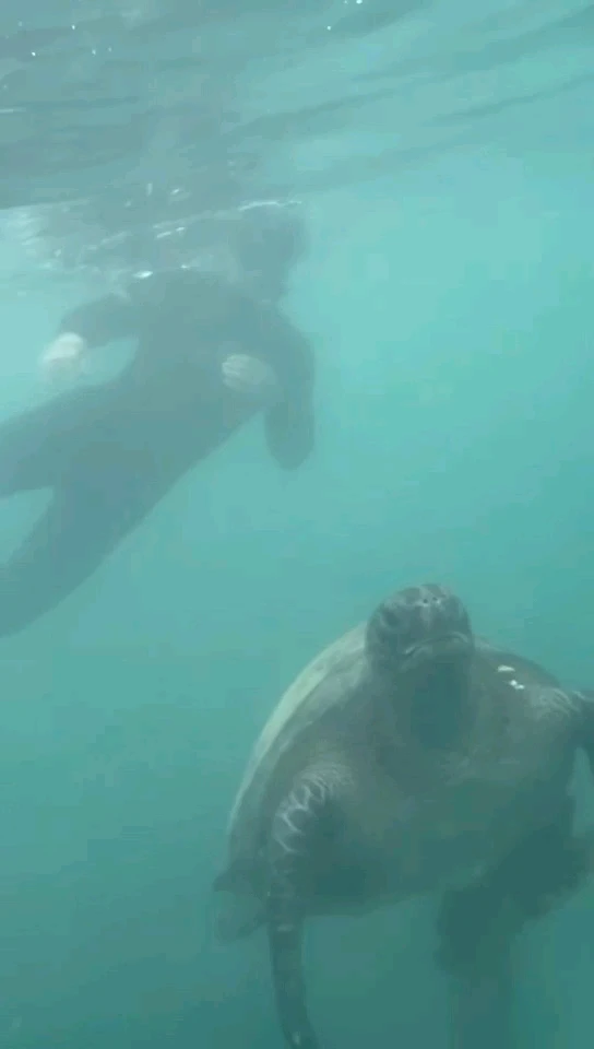 GIF uploaded by Louie