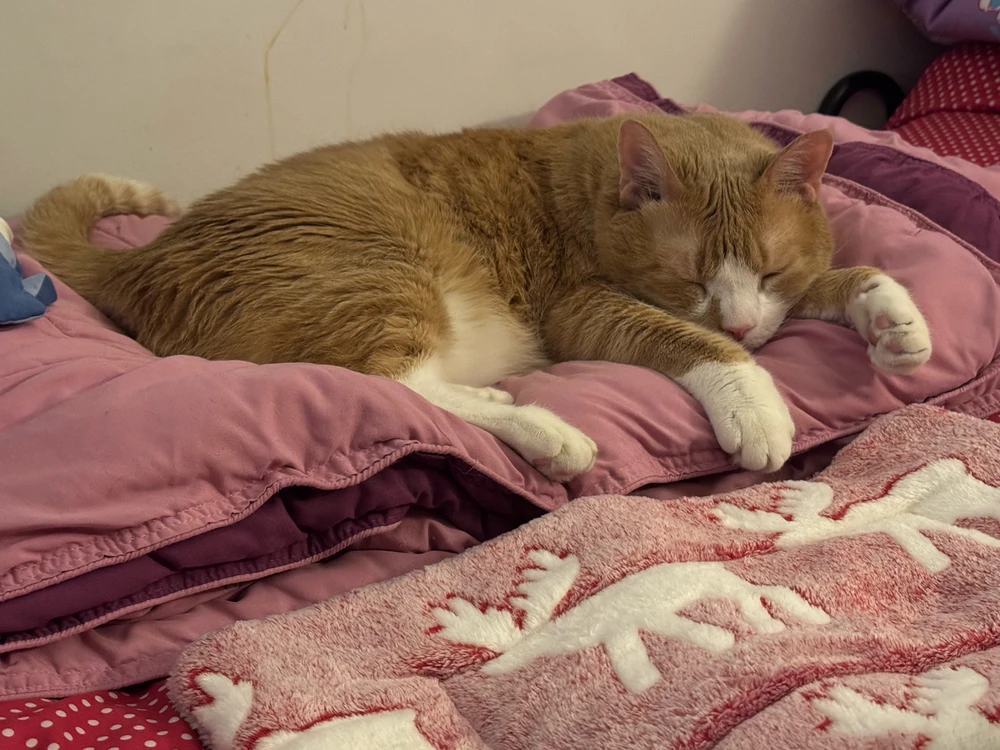 GIF uploaded by Juliet