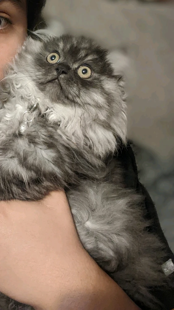 Image uploaded by Ernesto