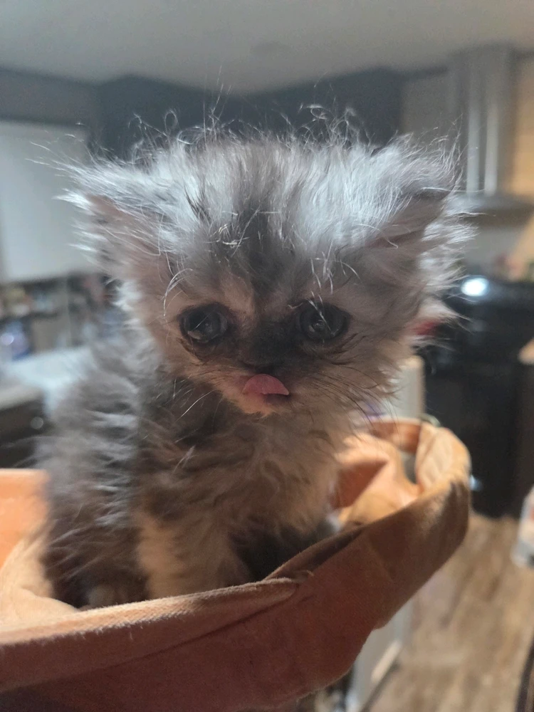 Image uploaded by Ernesto