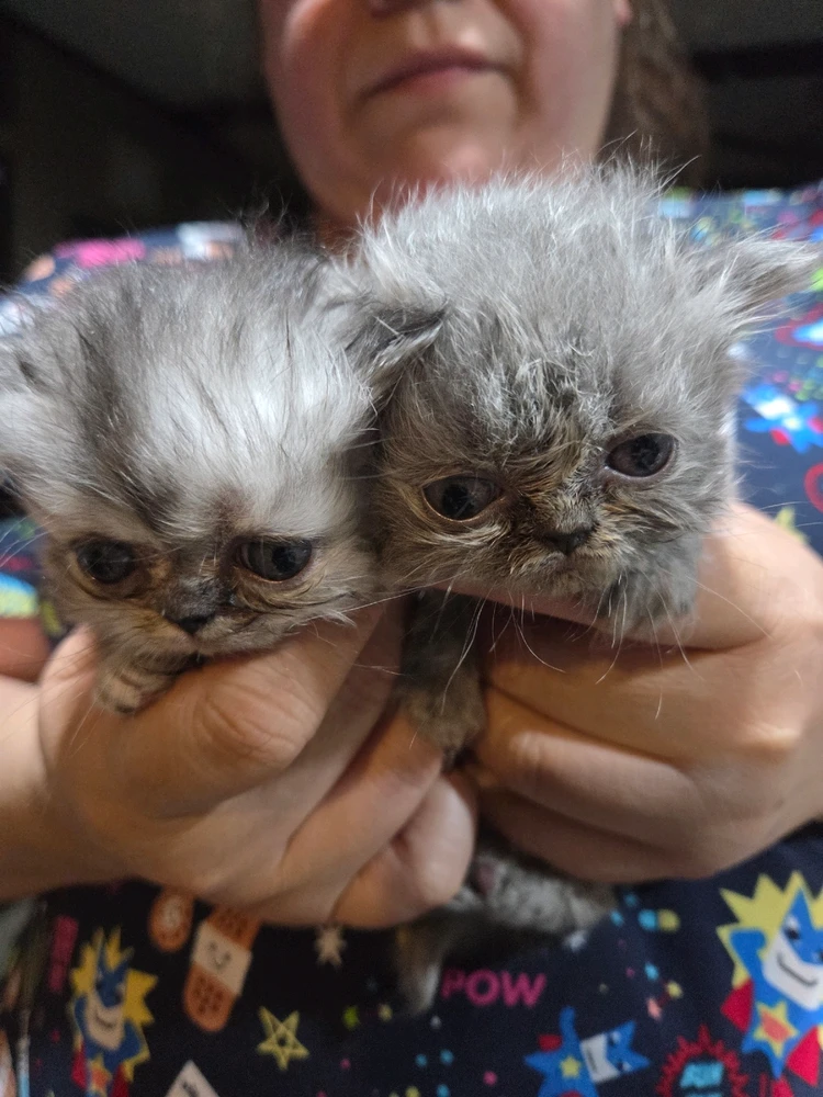 Image uploaded by Ernesto