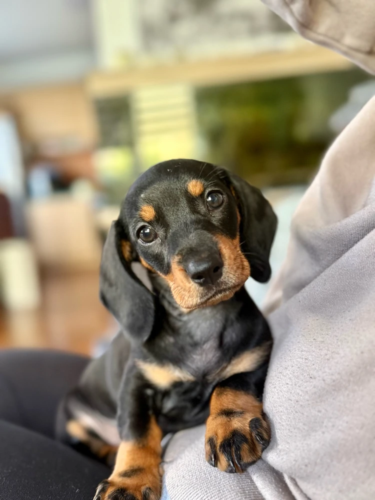 Obrázek nahrál Hana