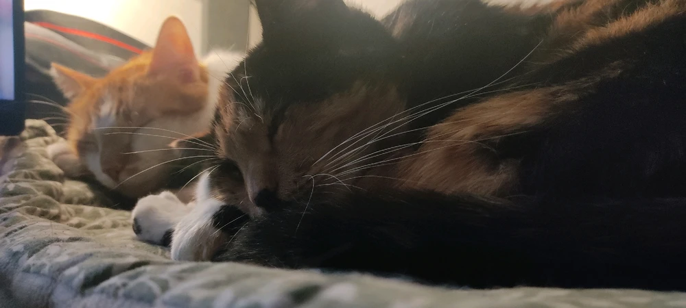 Image ajoutée par Raphaël