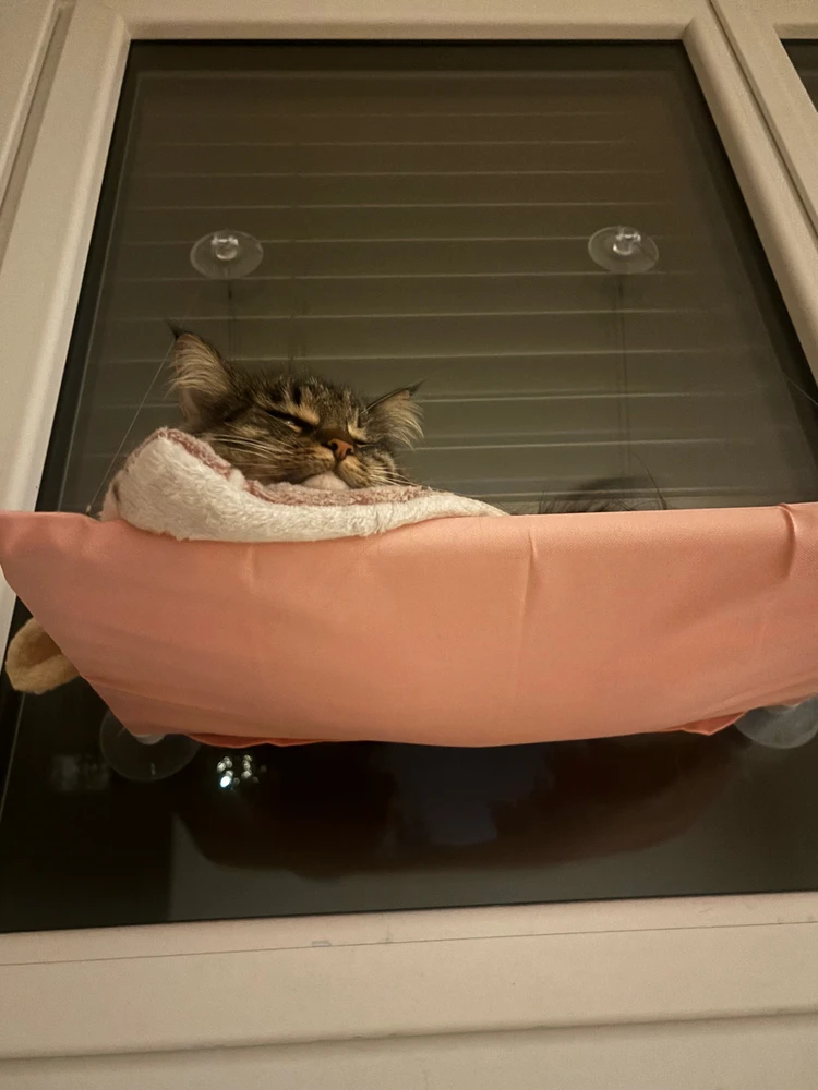 Image uploaded by Phoebe