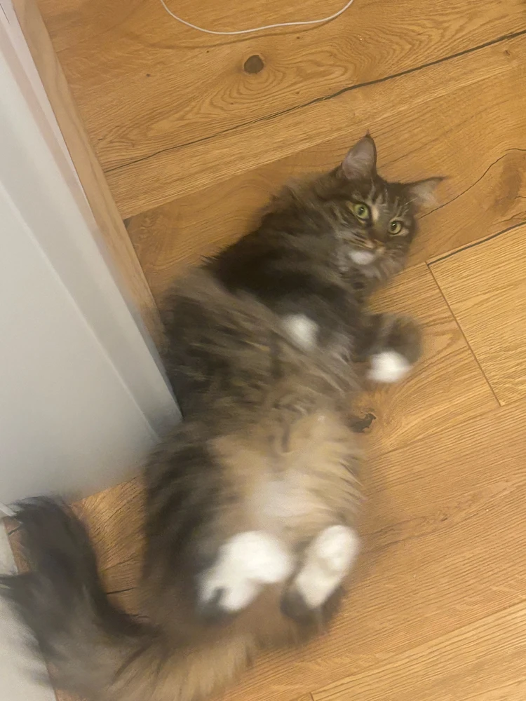 Image uploaded by Phoebe