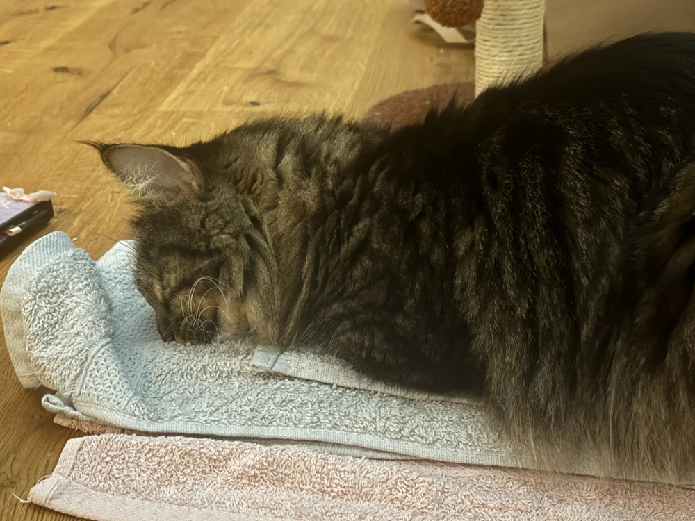 Image uploaded by Phoebe