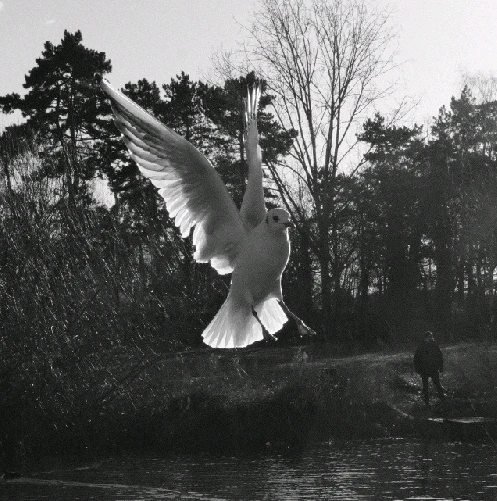 Image uploaded by Gilberto