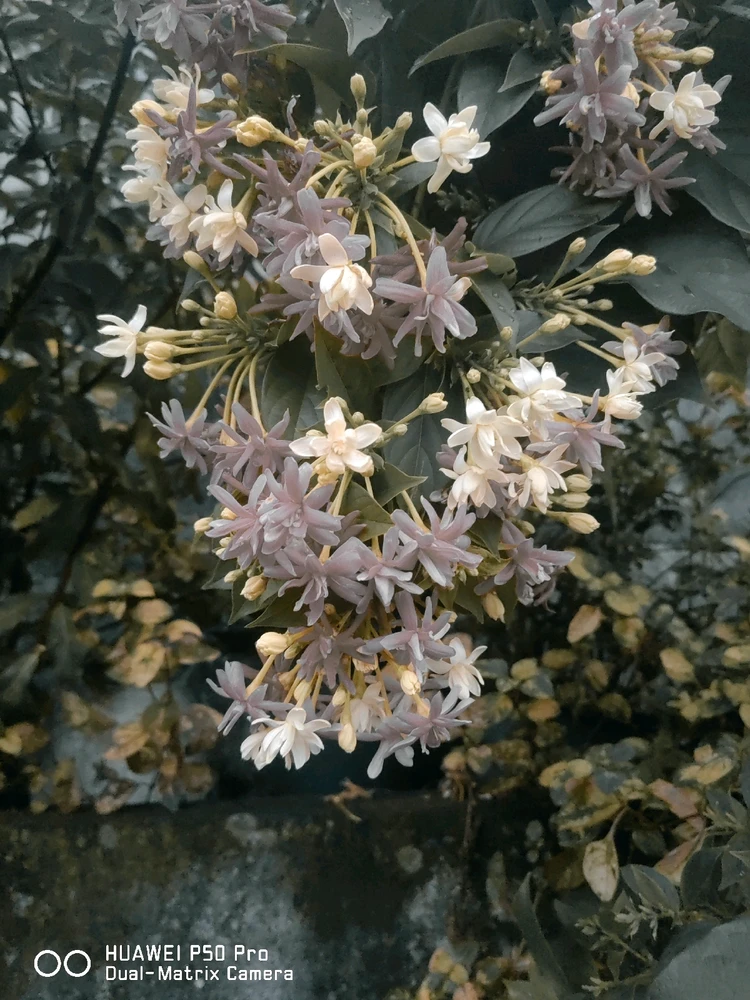 Image uploaded by Yenni