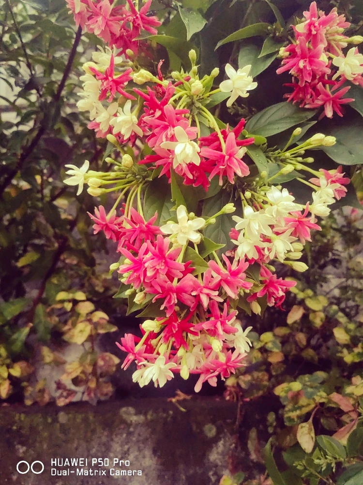 Image uploaded by Yenni