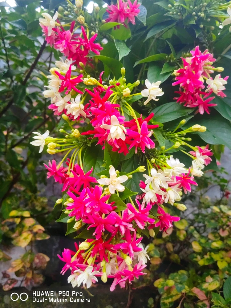 Image uploaded by Yenni