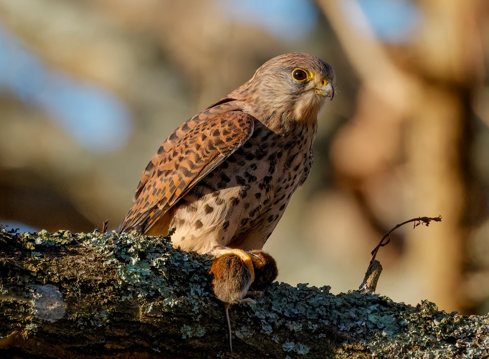 Image uploaded by Richard