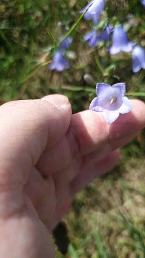 Image uploaded by Ethan