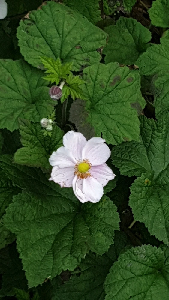 Image uploaded by Ethan