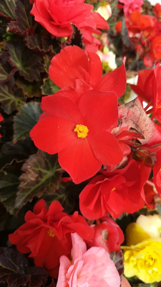 Image uploaded by Ethan