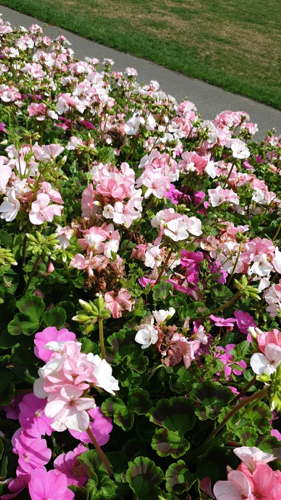 Image uploaded by Ethan