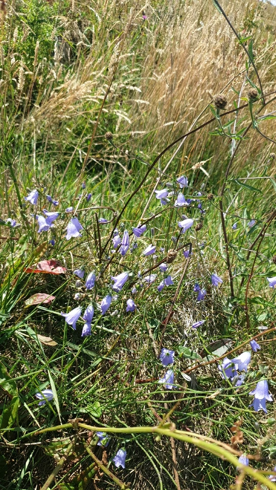 Image uploaded by Ethan