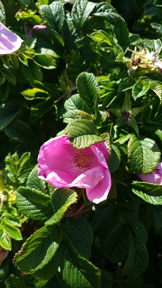 Image uploaded by Ethan