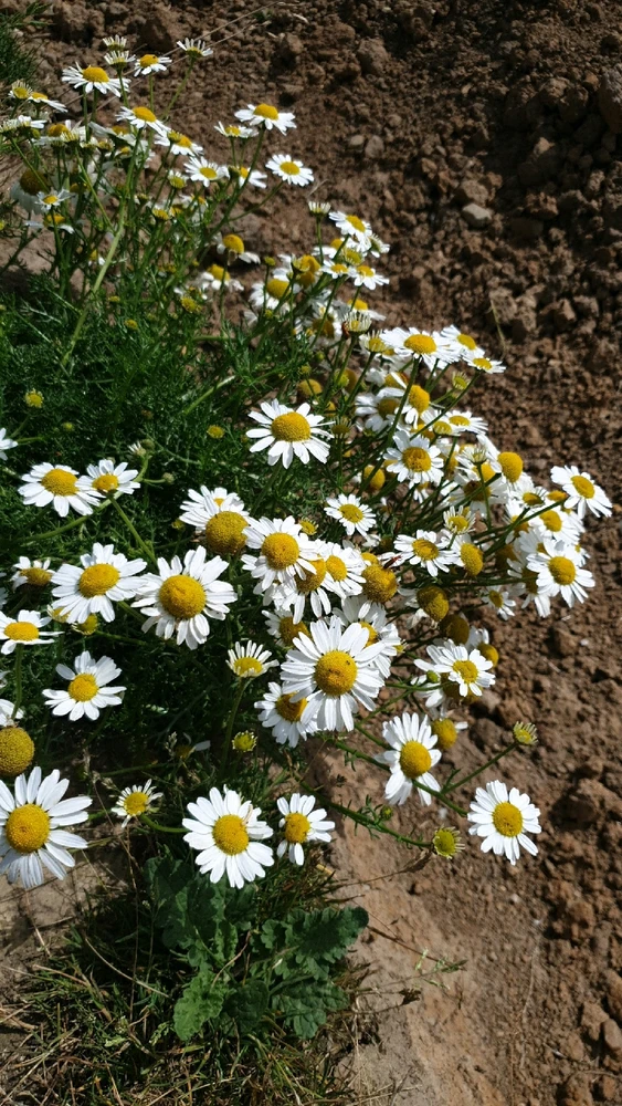 Image uploaded by Ethan