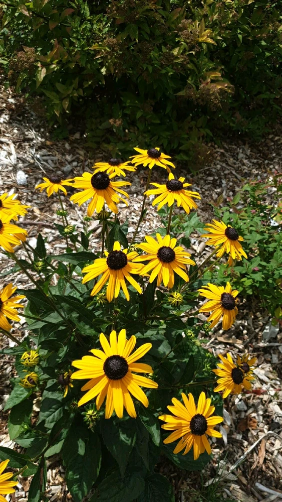 Image uploaded by Ethan