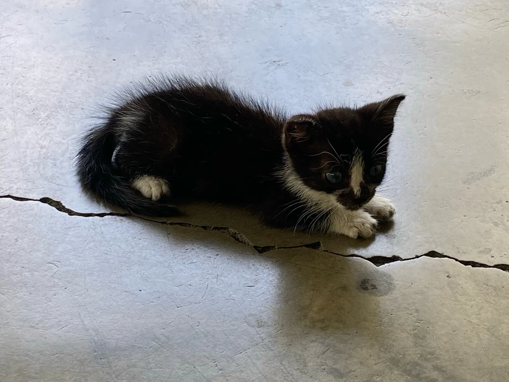 GIF uploaded by レイン