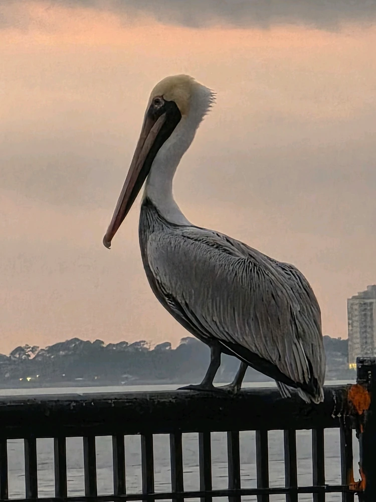 Image uploaded by Dominic