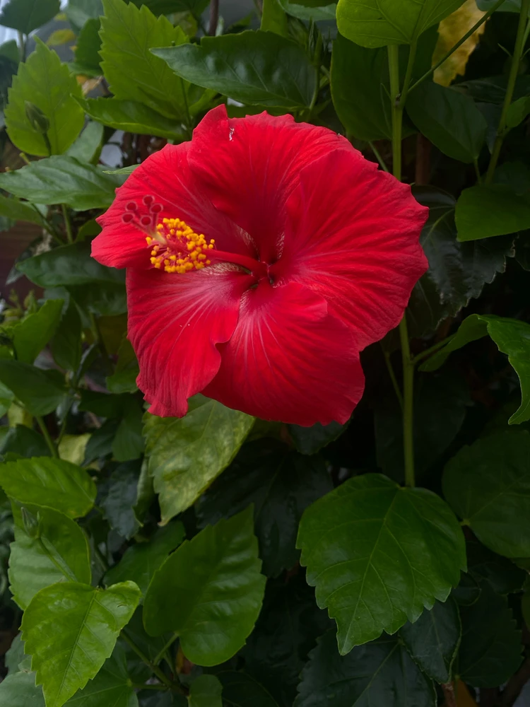 Gambar diunggah dening Kayla