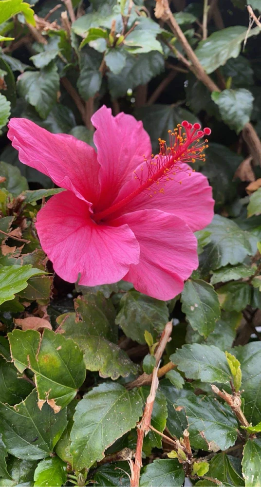 Gambar diunggah dening Kayla