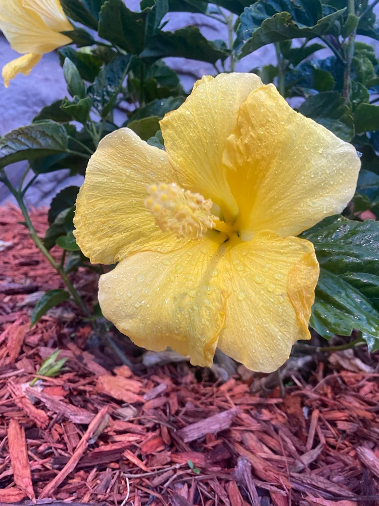 Gambar diunggah dening Kayla