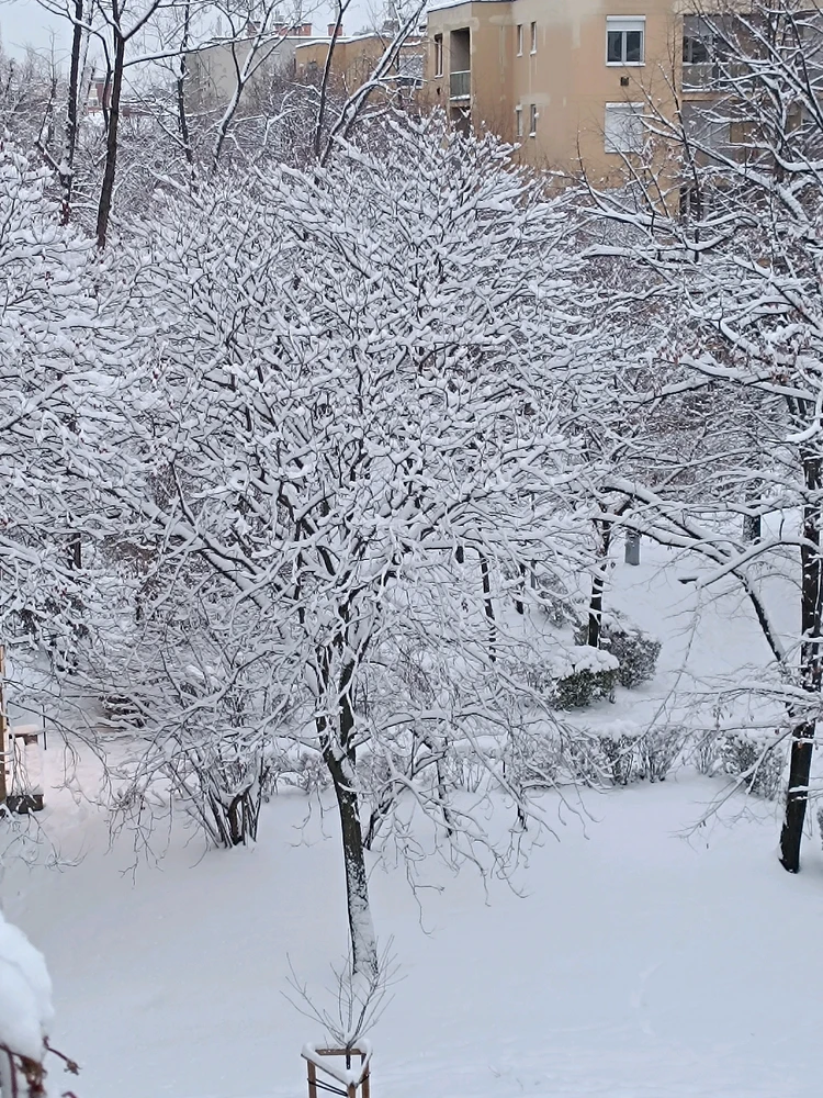 Image uploaded by Zoli