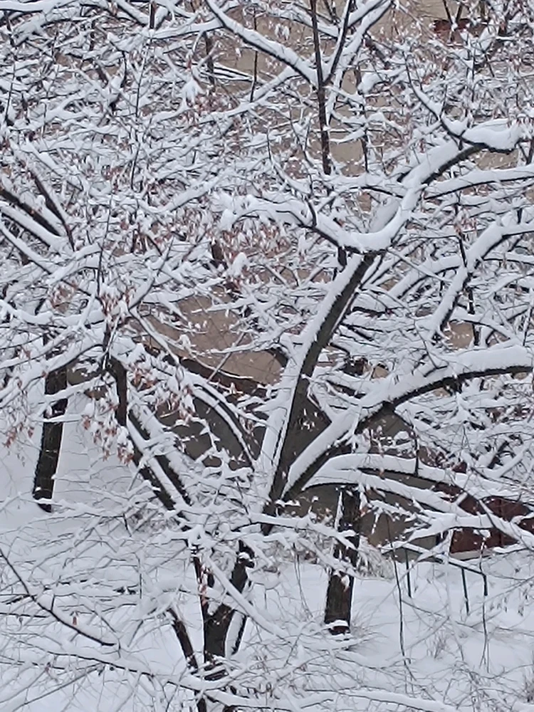 Image uploaded by Zoli