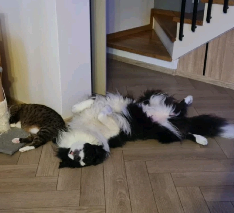 GIF dodany przez Paweł